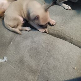 Boy one - Fawn brindled black male Chihuahua puppy in Braxton, Mississippi from Anita's Chihuahuas