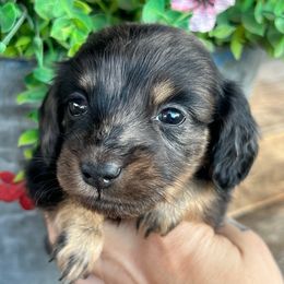 Reaper - Dapple male Dachshund puppy in Payette, Idaho from NT Mini Doxies