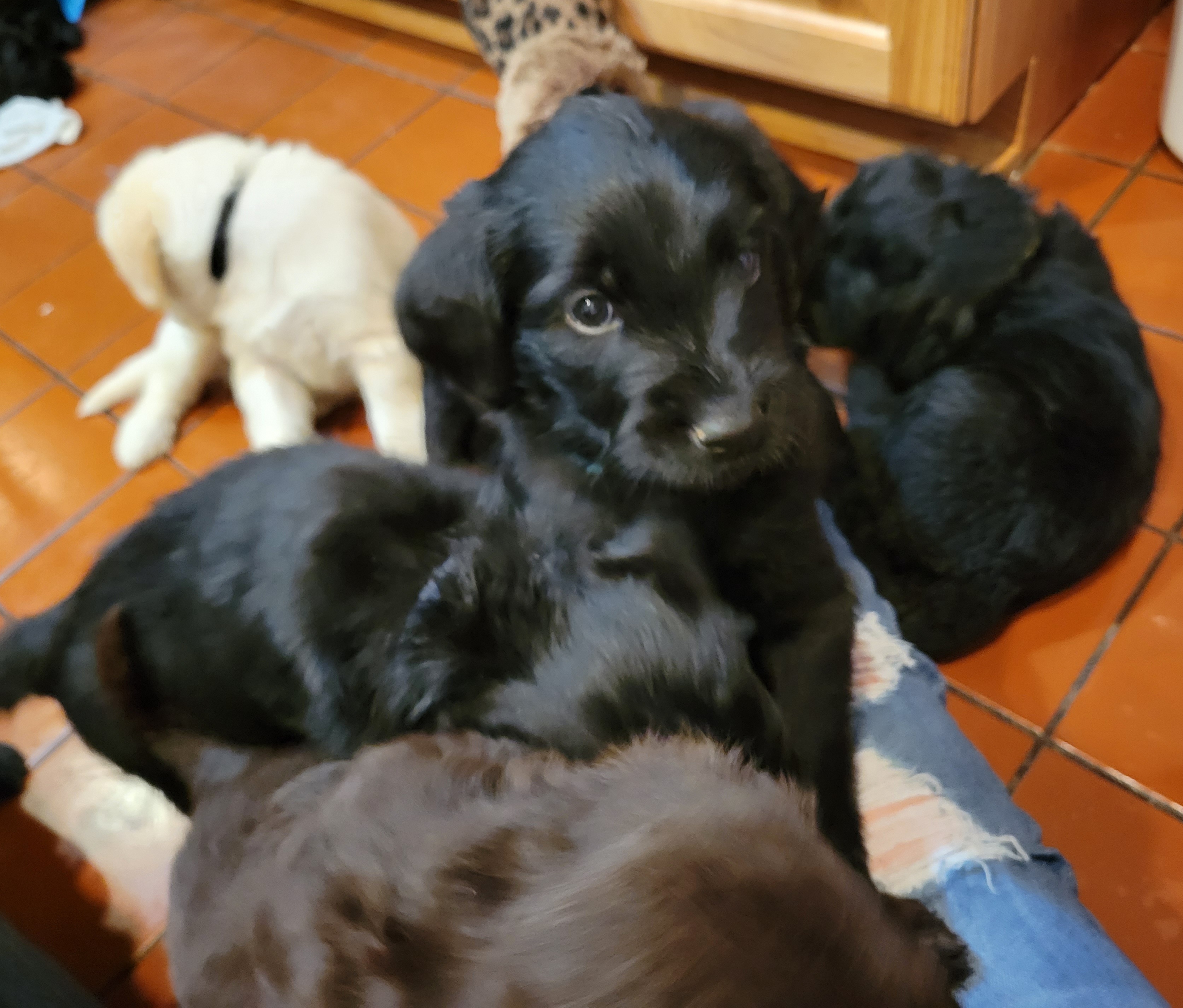 Double Doodle Puppies from Christina's Double Doodles