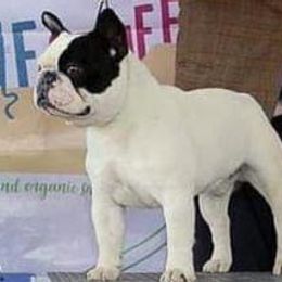 French Bulldogs and Pembroke Welsh Corgis from Nightstar