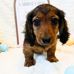 Zion 3200 - Red male Dachshund puppy in Sylvania, Alabama from Yancey’s Doxies
