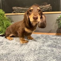 Tucker - Chocolate and cream male Dachshund puppy in Stilwell, Oklahoma from B & K Dachshunds