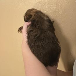 Girl 2 - Liver female Shih Tzu puppy in Norris City, Illinois from Dainty and Darling Shih Tzu