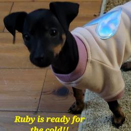 Miniature Pinscher Puppies from Pike's Pups