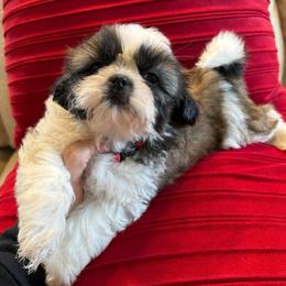Miss Paprika-AKC Champion Bloodline - Red and white female Shih Tzu puppy in Long Beach, California from Prieto Shih-Tzu's