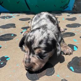 Pistol - Dapple male Dachshund puppy in Hawley, Texas from Foxy’s Dachshunds & Toy Aussies