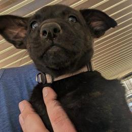 Nyx - Black brindle female Dutch Shepherd puppy in Sierra Vista, Arizona from KnightWatch K-9