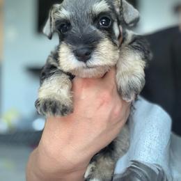 PINK - Salt and pepper female Miniature Schnauzer puppy in Lehigh Acres, Florida from Bertica's Miniature Schnauzers