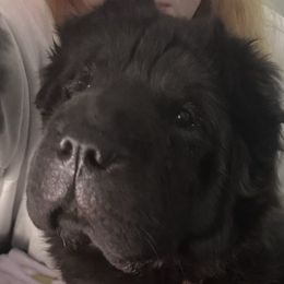 Chinese Shar-Pei from Wrinkle Babies