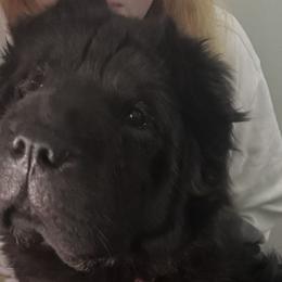 Chinese Shar-Pei from Wrinkle Babies