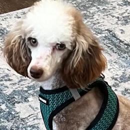 Panda - Poodle