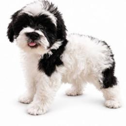 Bandit.   7 weeks - Parti male Miniature Schnauzer puppy in Lumberton, Texas from 1 Smart Choice Schnauzers Babies