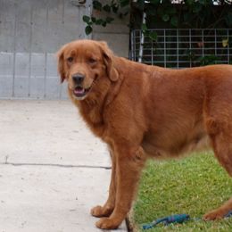 Ruby - Golden Retriever