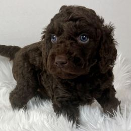 Coco - Brown and white female Aussiedoodle puppy in Clarkston, Washington from Aussiedoodle palace