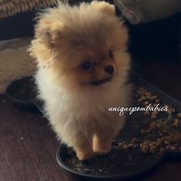 Pomeranian Puppies from Uniquepombabies