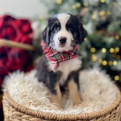 Assorted Doodle Crosses, Aussiedoodle, Australian Mountain Doodle, and Miniature Australian Shepherd Puppies from Aspen Mountain Doodles LLC