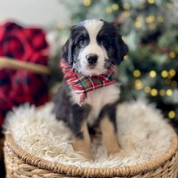 Assorted Doodle Crosses, Aussiedoodle, Australian Mountain Doodle, and Miniature Australian Shepherd Puppies from Aspen Mountain Doodles LLC