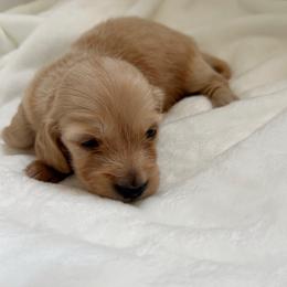 Kaluu - Cream male Dachshund puppy in San Diego, California from Enchanted little dachshunds
