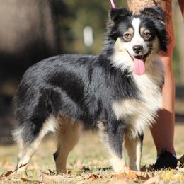 Memphis - Australian Shepherd