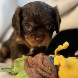 Lilo - Chocolate female Cavalier King Charles Spaniel puppy in Lawton, Oklahoma from Wild Wishes Cavaliers