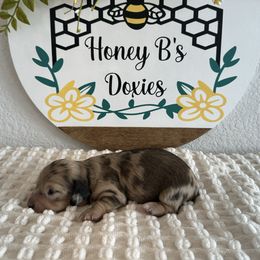 Dapple - Dapple female Dachshund puppy in Fort Worth, Texas from Honey B’s Doxies