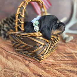 Sky Blue Collar - Black and tan female Black and Tan Coonhound puppy in Ephraim, Utah from Wanderlust Coonhounds