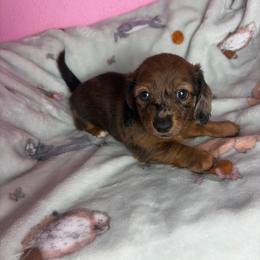 Maple - Dapple female Dachshund puppy in Lake City, Florida from My Ditzy Doxies of Florida