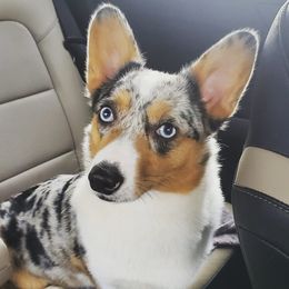 Tiny - American Corgi