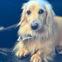 Oscar - Dachshund