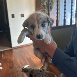 SWS Blue - Blue merle female Border Collie puppy in Caney, Kansas from South Wind Stockdogs