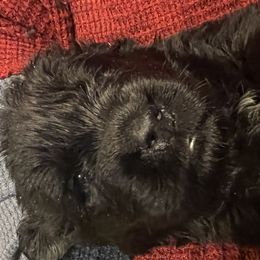 Newfoundland Puppies from Burning Embers Newfoundlands