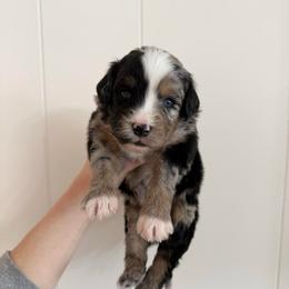 Scooby - Black phantom male Aussiedoodle puppy in Heber City, Utah from Junipersdoodles
