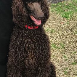Labradoodle and Poodle All Grown Up from Salley Mcintyre's Labradoodles and Poodles