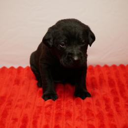 Smoke - Black male Labrador Retriever puppy in Buffalo Valley, Tennessee from Buffalo Valley Breeders