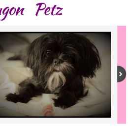Jessie - Shih Tzu
