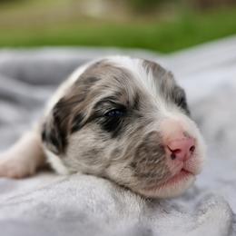 Thor - Blue merle male Aussiedoodle puppy in Bedford, Virginia from Brandt Farms Aussiedoodles