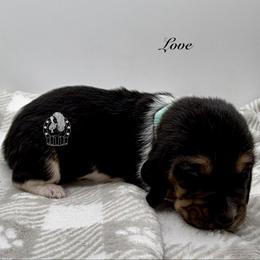 Love - Black white and brown female Basset Hound puppy in Dingess, West Virginia from Tuckers' Howling Hounds