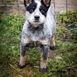 Anatolian Shepherd Dog and Australian Cattle Dog Puppies from 4D Cattle Dogs
