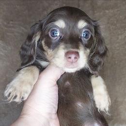 GEMMA - Choc Cream - Chocolate and cream female Dachshund puppy in Swink, Oklahoma from Palali Farm