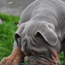 Bulldogs from Loyalty Oregon