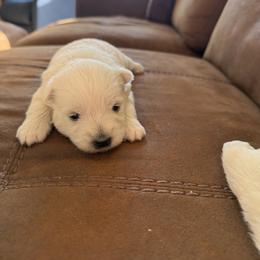 Girl 1 - White female West Highland White Terrier puppy in Dallas, Oregon from Broken Road Westies