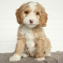 Australian Labradoodle Puppies from Ohio Valley Labradoodles