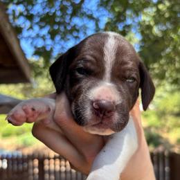 Dill - black collar - Liver and white male German Shorthaired Pointer puppy in Mokelumne Hill, California from Underhill GSP