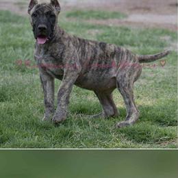Perro de Presa Canario Puppies from Mesquite Creek Kennels