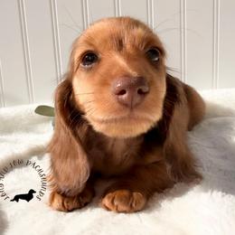 Chocolate and Tan - Chocolate and tan male Dachshund puppy in Nampa, Idaho from Long_and_Low_Dachshunds