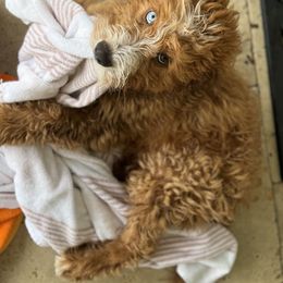 Bernedoodle Puppies from Palmetto Bernedoodles Boutique