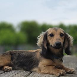Jingles 3500dollars - Cream female Dachshund puppy in Crystal, Michigan from Mare-bella Dachshunds