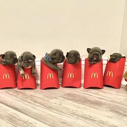 French Bulldog Puppies from NC French Kiss-A-Bulls