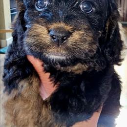 Jesse - Black and tan male Cockapoo puppy in Indiahoma, Oklahoma from Phamily Doodles