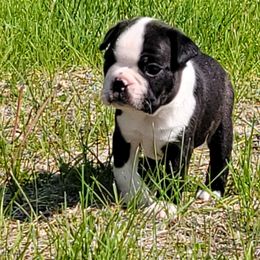 Boston Terrier puppies from Lucht-Tee Acres Bostons